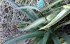 Agave maculata - Orto botanico di Napoli.jpg